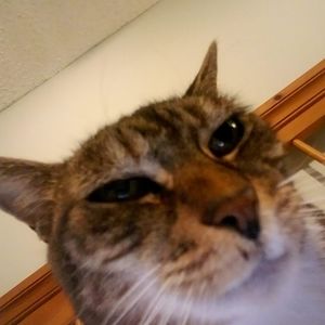 Meet your Posher, Barrett